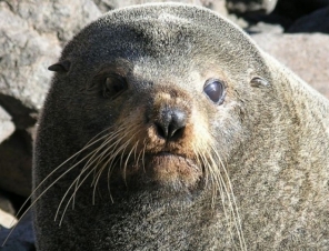 Fur Seal